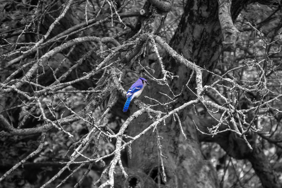 dluxphotography's tweet photo. wildlife has started to come out more https://t.co/payQ99frma