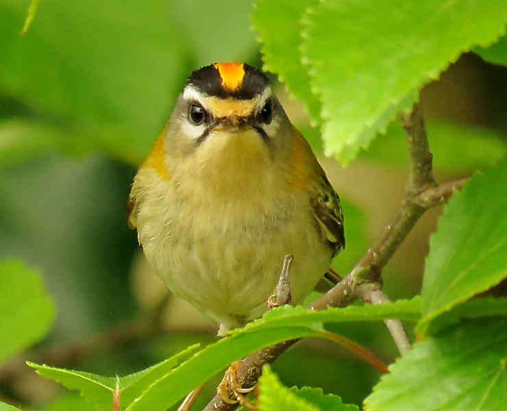 Another shot of the Firecrest from Lytchett Heath last week, when they look at you head on they always look so stern!