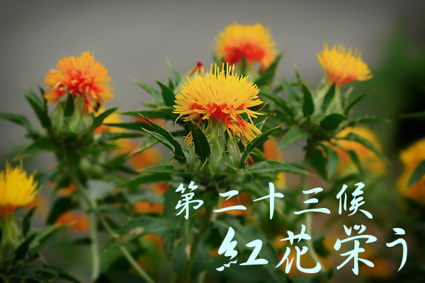 #紅花栄う (べにばな さかう) 5/26 ～ 5/30は #七十二候 の 23候 #二十四節気 #小満 の次候 紅花は中東原産の花。紅の染料を得るため、咲き始めの花を外側から摘んで行くことから、末摘花とも呼ばれます。 七十二候 koyomi8.com/sub/72kou.html 二十四節気 koyomi8.com/24sekki.html #こよみのページ