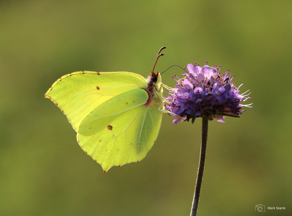 'Nature has the power to help us calm our minds from the busy world around us if we let it.' 💚

This #MentalHealthAwarenessWeek, Butterfly Conservation’s Vice President @DrAmirKhanGP shares his top tips to embrace wild wellness wherever you are 👇
butterfly-conservation.org/news-and-blog/…