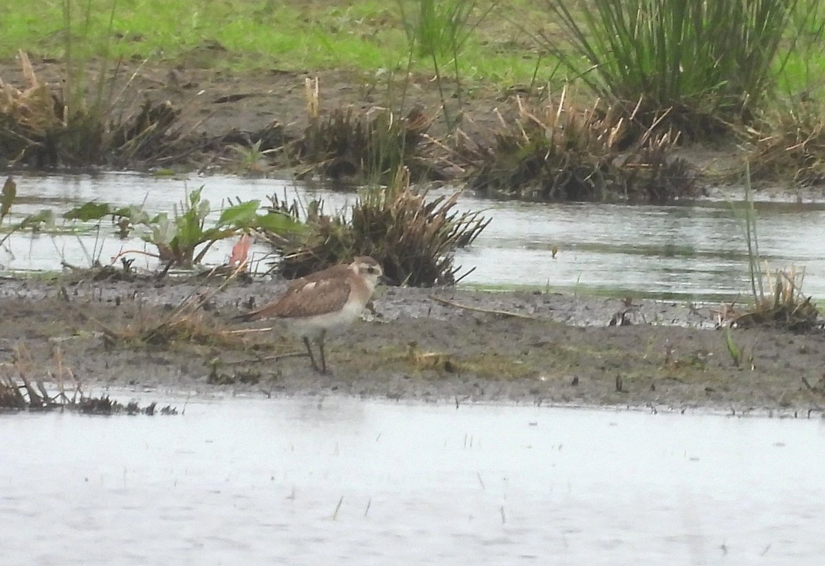 An American Golden Plover on the doorstep at Coveney! Very nice find by David Hopkins - thanks for the county tick! 👍 And thanks @jonny_spotter for the lift back to my car 😁 @CambsBirdClub