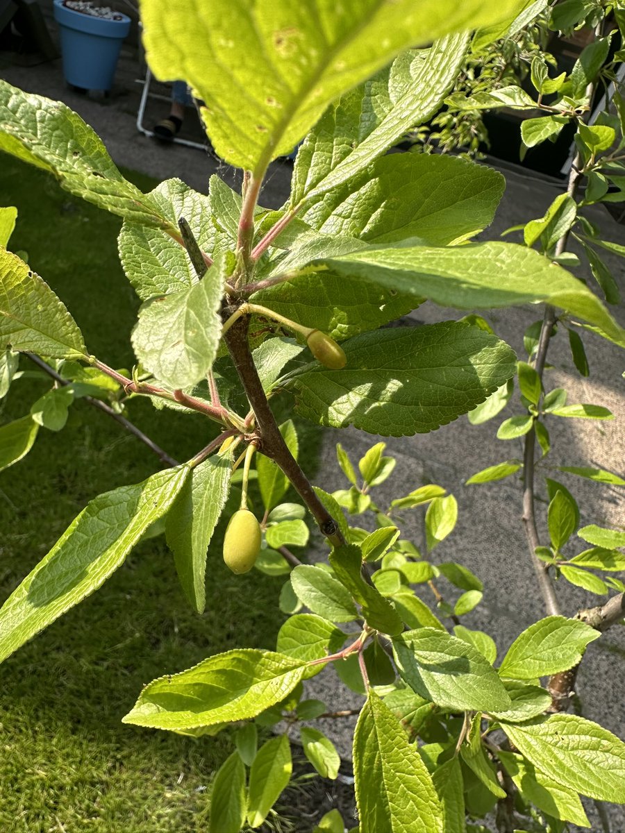 Na de bloesem beginnen de kersjes en pruimpjes te groeien.  

Hoe mooi is dat? 
In het voorjaar de prachtige bloesem, 
In de zomer het ontluikend fruit,
In het najaar van al dit moois de vruchtjes plukken.  (Als de vogels ons niet voor zijn) 😉