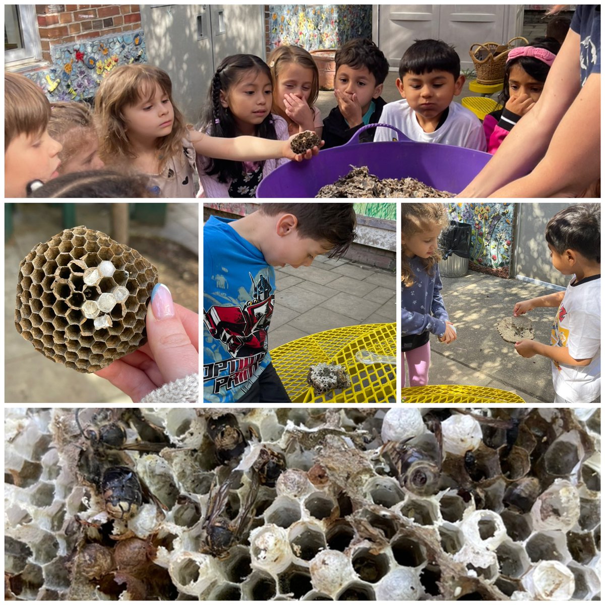 Today we dissected a mummified wasp nest brought in by one of our families! What an amazing morning investigating all the shapes, structures, unhatched eggs and mummified wasps! 🍯🐝✨ @MsAloia @Ossining_STEM @ParkPrinc @EMercadoAP @OssiningSchools