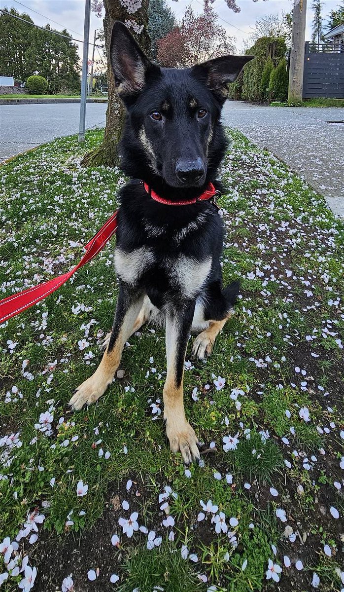 Looking for a mellow pup? Look no further as Athena is your gal! The queen of lounging loves meeting new friends and is a quick learner! She is available for adoption here -&gt; doggoneseattle.org/adoptable-dogs…

#AdoptDontShop #GSD #Seattle #Dogs