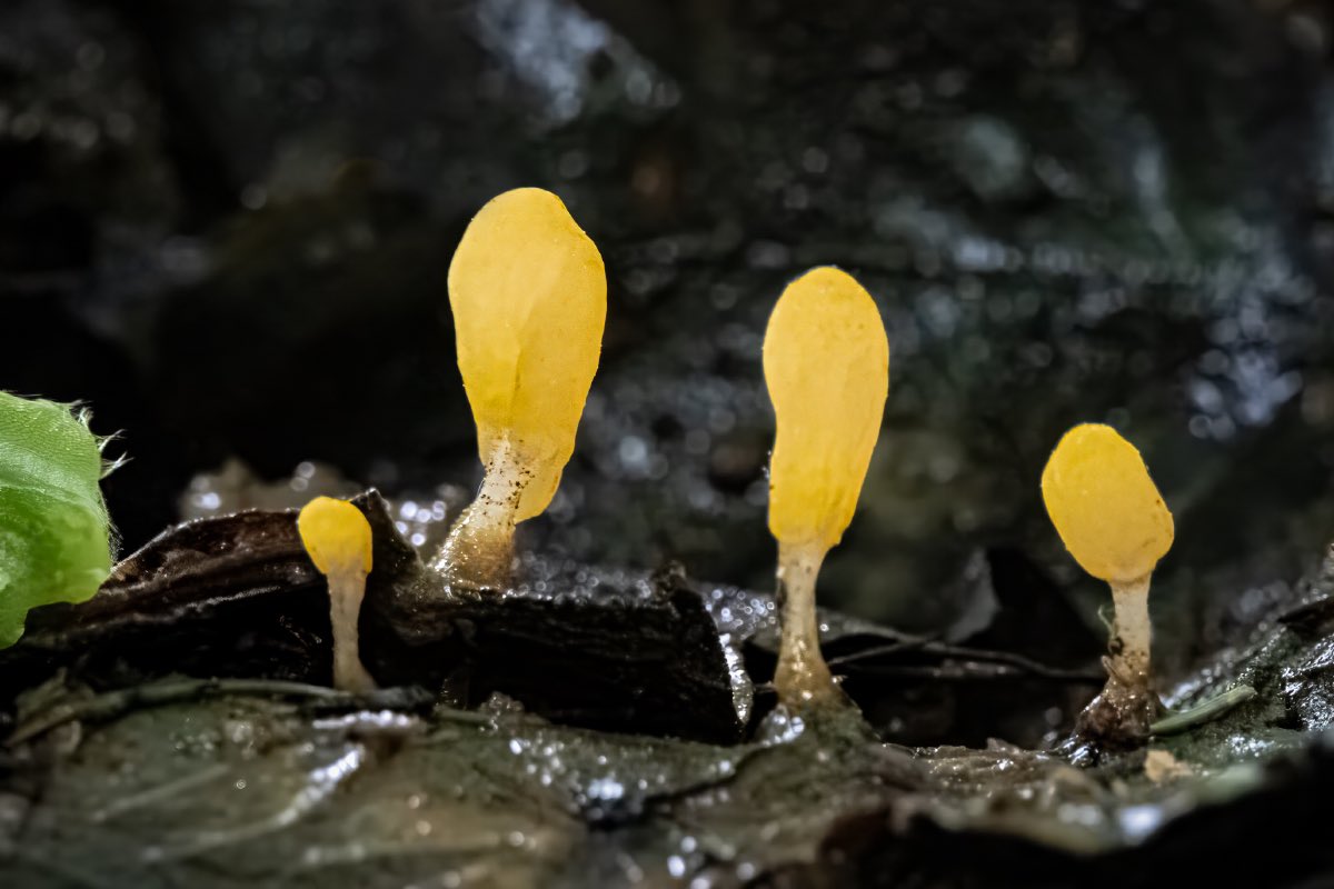Jediná houba z víkendu v podhůří Jeseníků – čapulka bahenní. Tento krásný askomycet rostoucí na ve vodě ponořených rostlinných zbytcích jsem viděl teprve podruhé v životě. Pokud mi chce někdo dát vědět, že je to všude rostoucí plevel, může psát na mejl jemnetouplne@uprdele.com 😉
