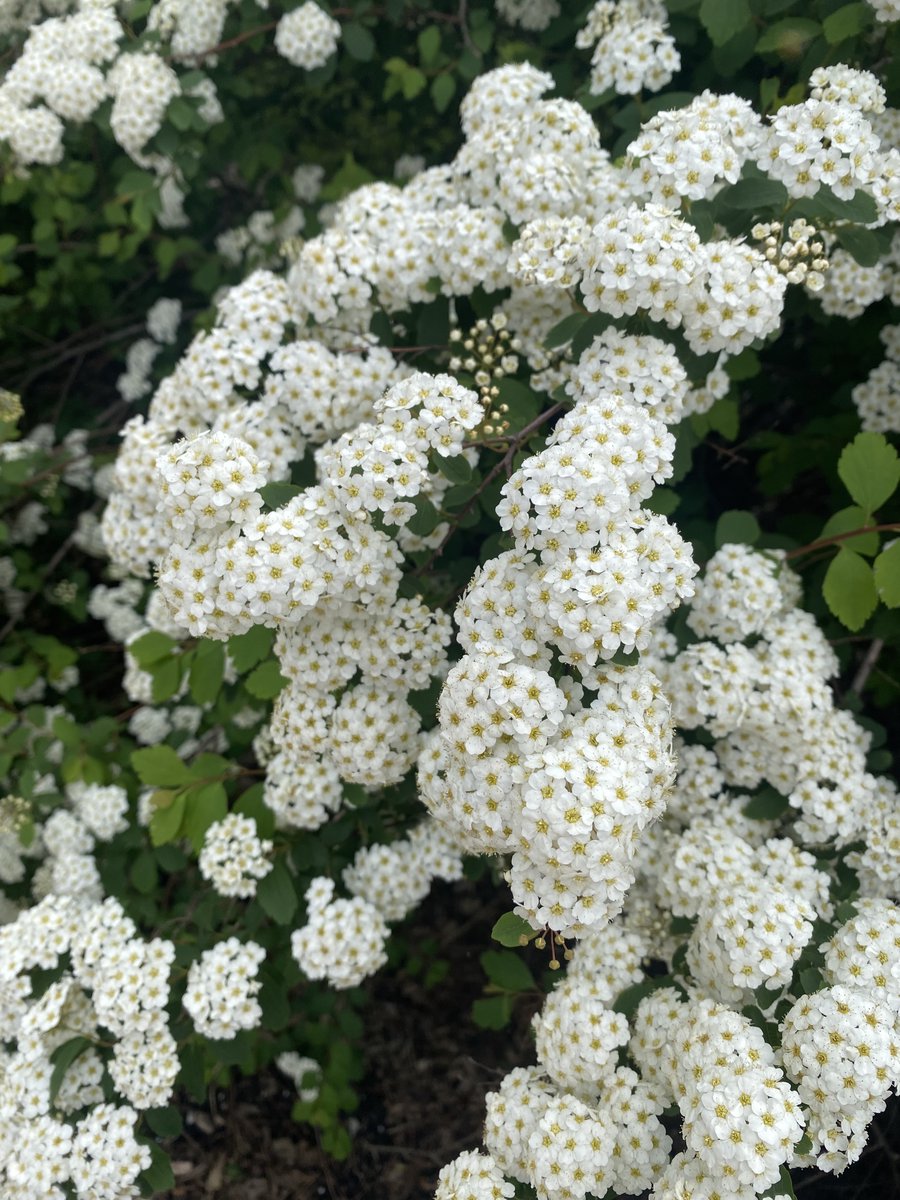 Prune spring-flowering shrubs AFTER bloom. This lets you enjoy the flowers and provides adequate time for the shrubs to produce blooms for next year. #GardeningX #GardeningTwitter