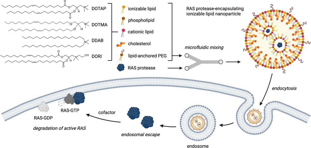 Check out our latest in Journal of Controlled Release @JCRnEDITORS led by @MJMitchell_Lab undergrad @eatsavapranee and PhD student Rebecca Haley on a new lipid nanoparticle platform for RAS protease delivery to inhibit cancer cell proliferation! Link: sciencedirect.com/science/articl…