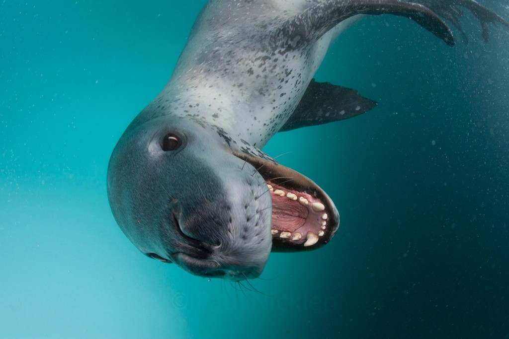 When our co-founders plunged into Antarctica's freezing, wild waters, they were greeted by one of our ocean’s fiercest predators. Watch here: youtu.be/8pTNix-jZ2w?si… Photos by @paulnicklen #ocean #nature #leopardseal