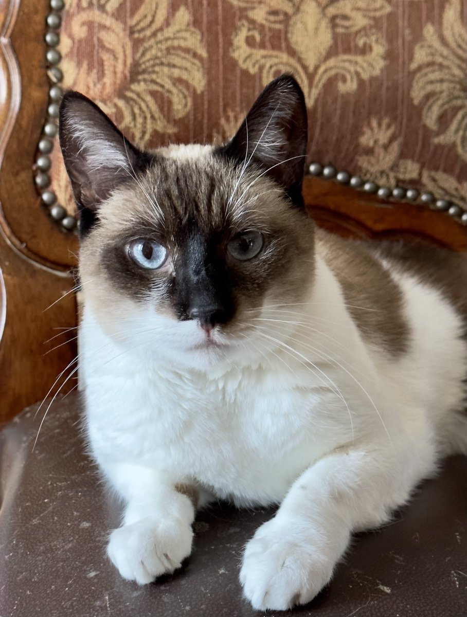 #SanJoaquin Co, CA: Hi, I’m FARAH, an affectionate #Siamese mix kitty! I’ve been waiting for a home since October 2021.  I LOVE play time, especially chasing feather toys, and also love being petted... 
adoptrescuecatsinca.com 
#forgottensoulshour #US #cats #adoptdontshop #adopt