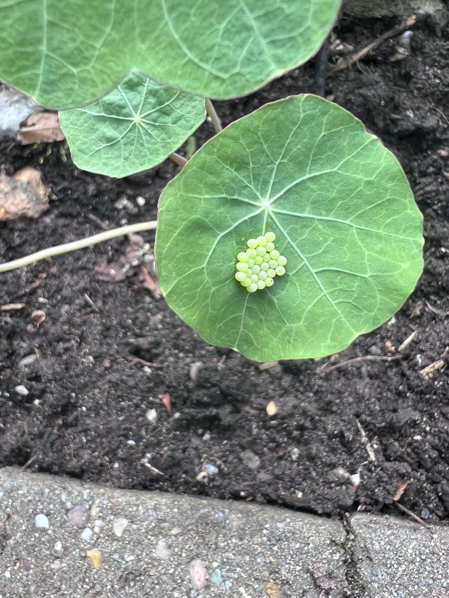 Planted out these Nasturtiums on Sunday and just found these eggs. I think I’ve had a Large White come visit. @BCWarwickshire @Tazzyb @_JoelAshton