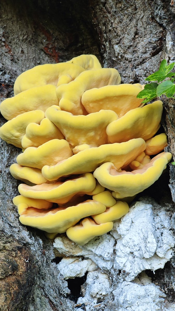 This is a pretty cool find, #Laetiporussulphureus, a yellow bracket fungus also known as #Chickenofthewoods.