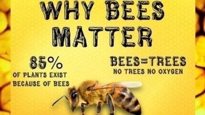 @BeeAsMarine ❗️Don't forget to sign & share the bees' petition please 👉 change.org/SaveTheBee 🆘️