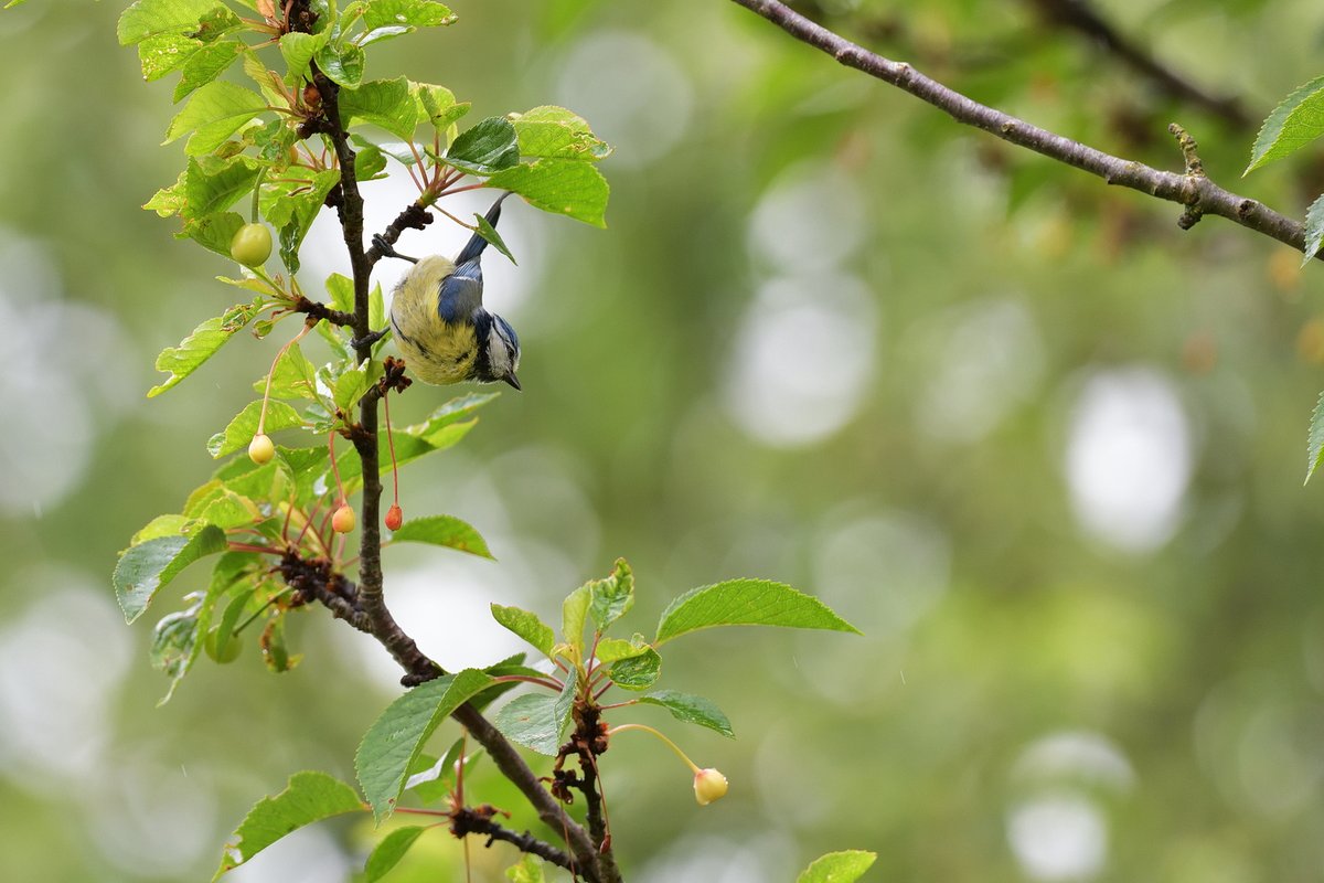 Petite bleue acrobate
 #wildlifephotography #birds #birdphotography #nikonphotography #nikond850