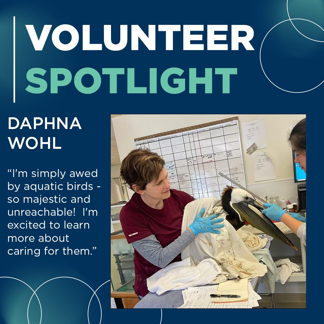 #VolunteerSpotlight
Daphna Wohl has bird rehabilitation experience with many kinds of birds, but a special love for waterbirds – who she described as “majestic and unreachable” – brought her to International Bird Rescue.

Daphna’s help has been invaluable with the recent influx