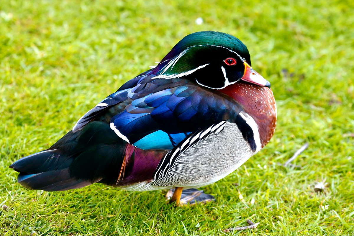 Look at this beautiful  Wood Duck!  These colorful ducks are found in North America and are known for their unique crest.  #Birdwatching #NaturePhotography