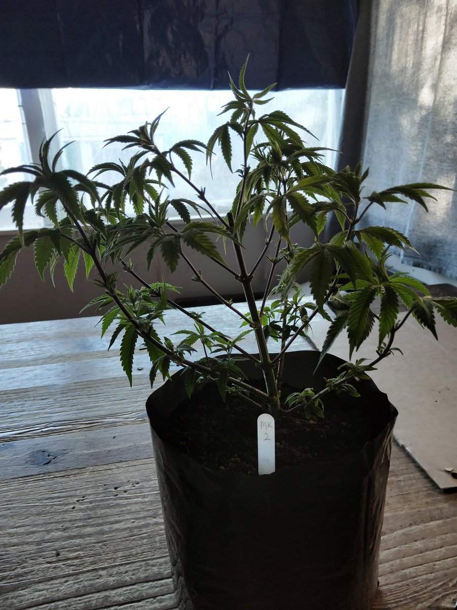 @lrishjake #NFTCommunity #420Life

So things are moving along for

#MellowKitty in 24

By @lrishjake

Replanted
Defoliated

Getting ready for flowering

2 distinct Phenos

1 taller 1 Shorter

Thick trunk 

No Sex Yet