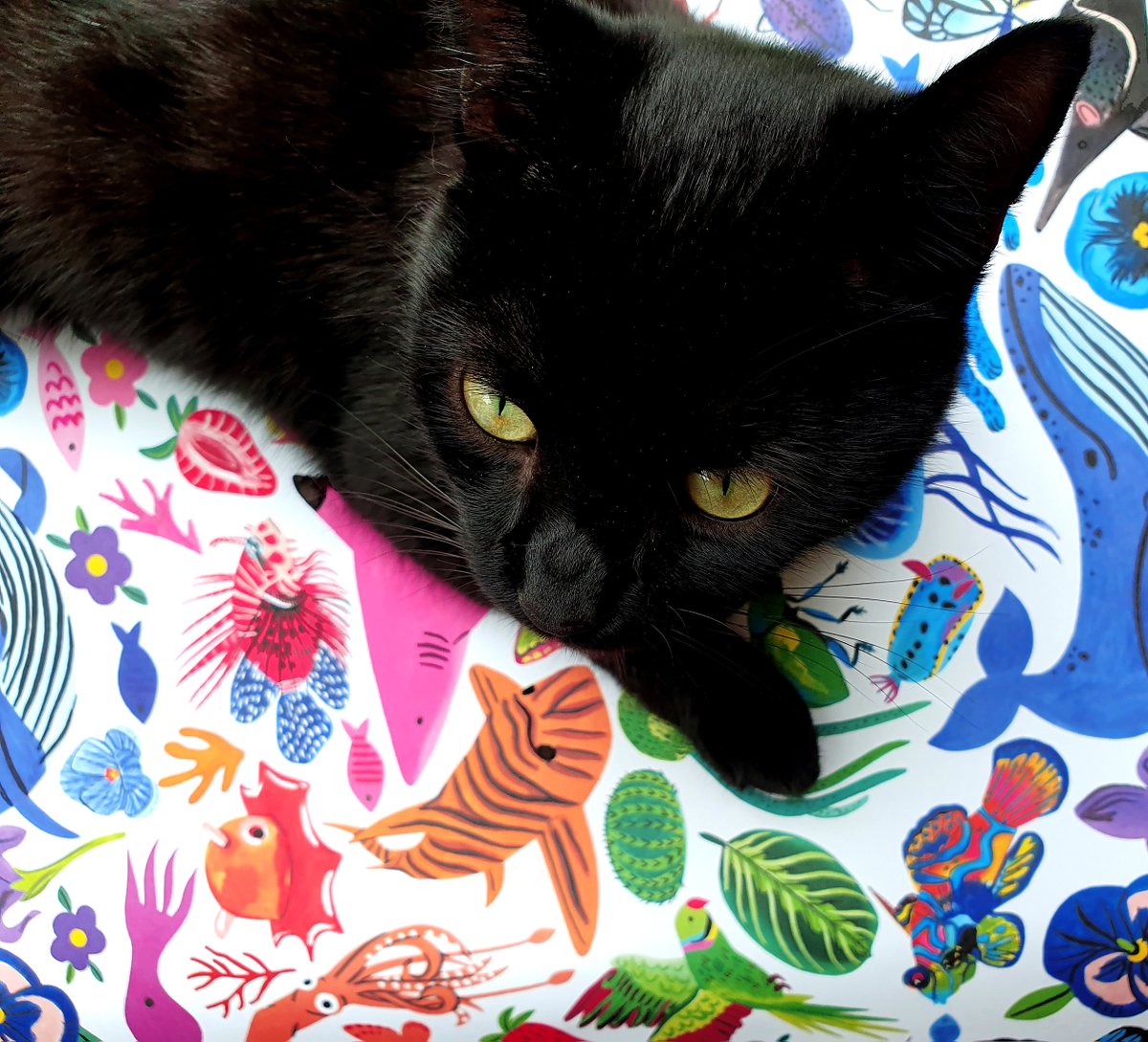 Love receiving samples! The quality of the giftwrap is wonderful. Such vibrant colours. Even Willow my kitty approves! Link to shop 👉bit.ly/3JYBRpY @EBirdcards #birthday #wrappingpaper #giftwrap #Illustrator