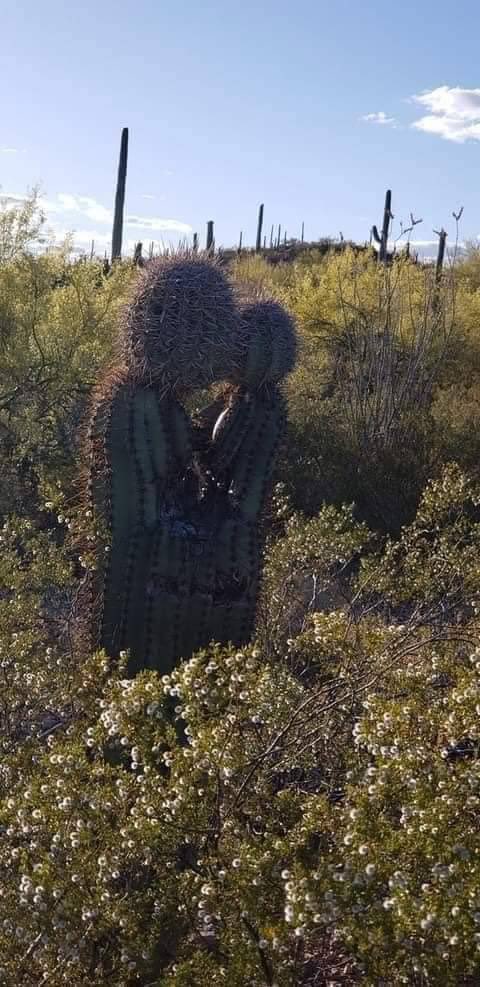 Love hurts, love scars
Love wounds and marks
Any heart
Not tough or strong enough
To take a lot of pain, take a lot of pain