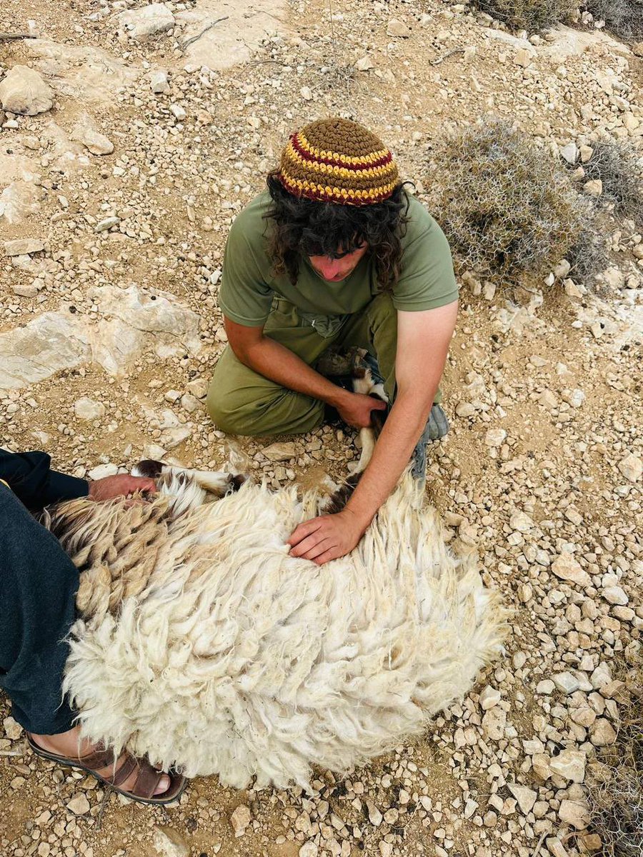 Jewish settlers are stealing sheep from Palestinian farmers under the protection of the IDF. 

#Talmud 
#JewishValues 
#Chabad