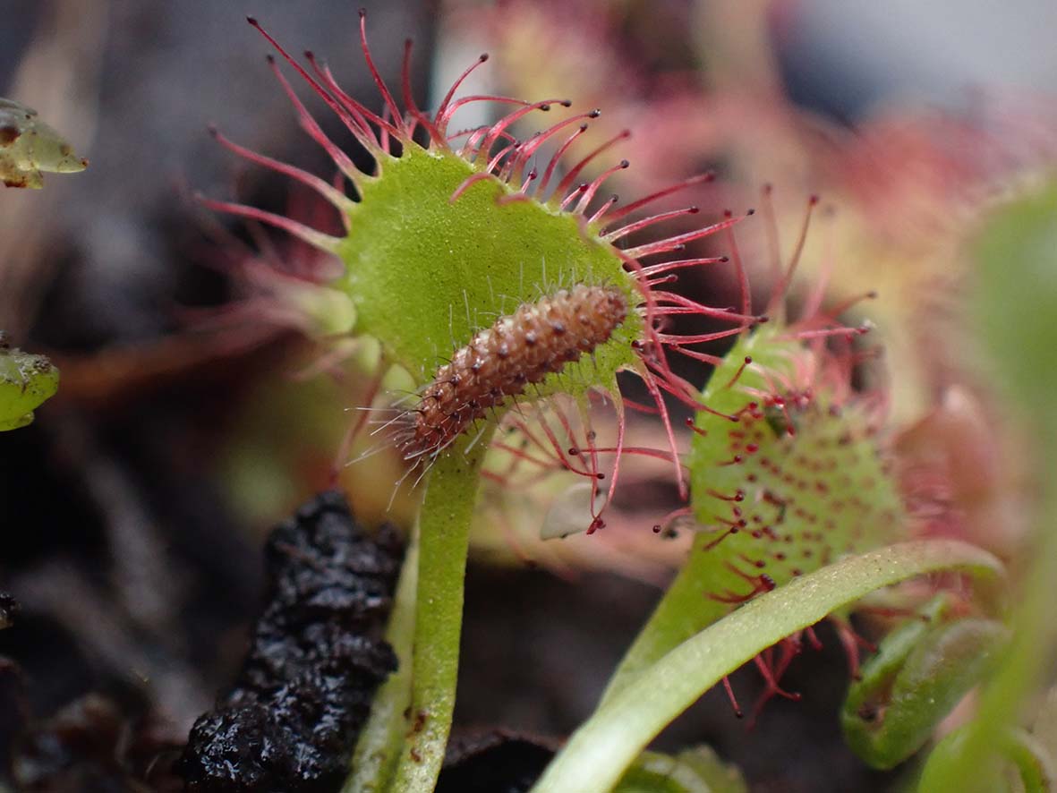 only found one before so didn't rate my chances of finding a Sundew Plume Buckleria paludum caterpillar high but on the first plant was one! I searched about 50 more plants but no more found. South Devon. These amazing caterpillars feed exclusively on this insect eating plant.