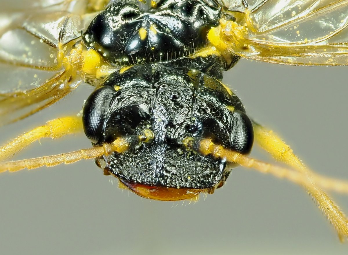 The marvellously prognathous head of Pamphilius sylvaticus, whose larvae develop within leaf-rolls of Hawthorn. Widespread in Yorkshire, but only 3 records in last 25 yrs, so a nice find at Leconfield DST at the weekend. @tc271 @SteveRoutl74122 #yorkshiresawflies @ynuorg