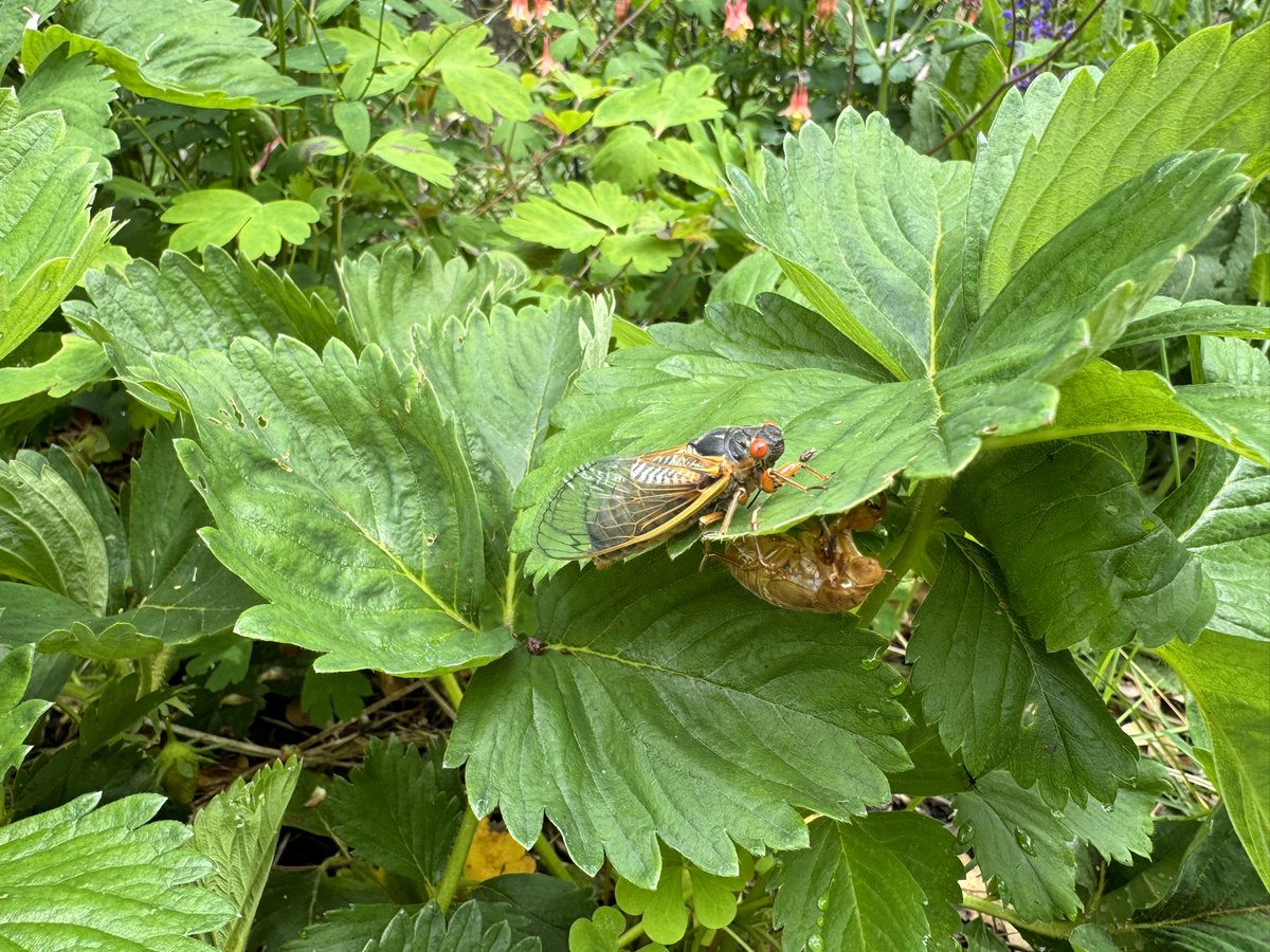 EllynDegenerate's tweet image. They’re herrreeeee