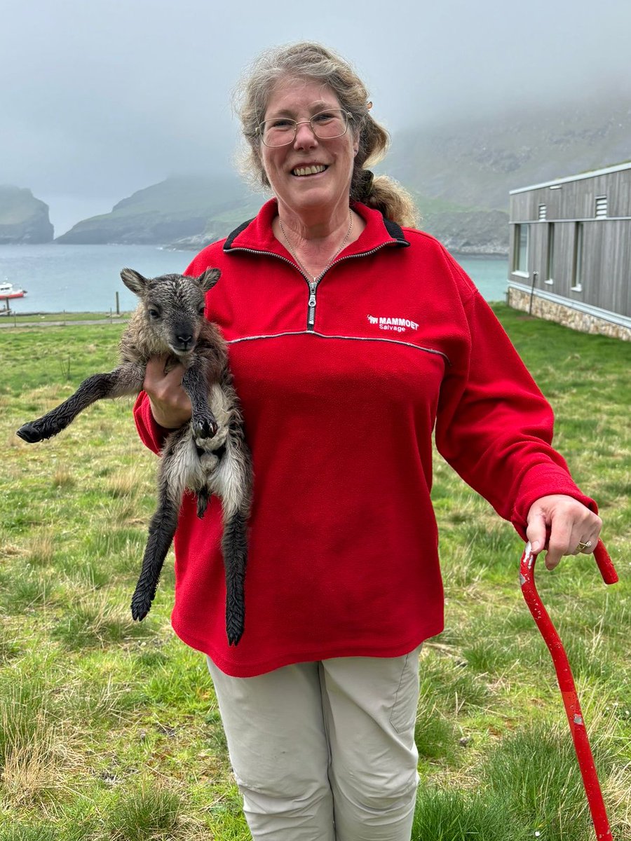 After 34 years of working on the @SoaySheep project Jill Pilkington has finally hung up her crook! Seen here with her last lamb, we wish her a long and happy retirement @NTS #stkilda