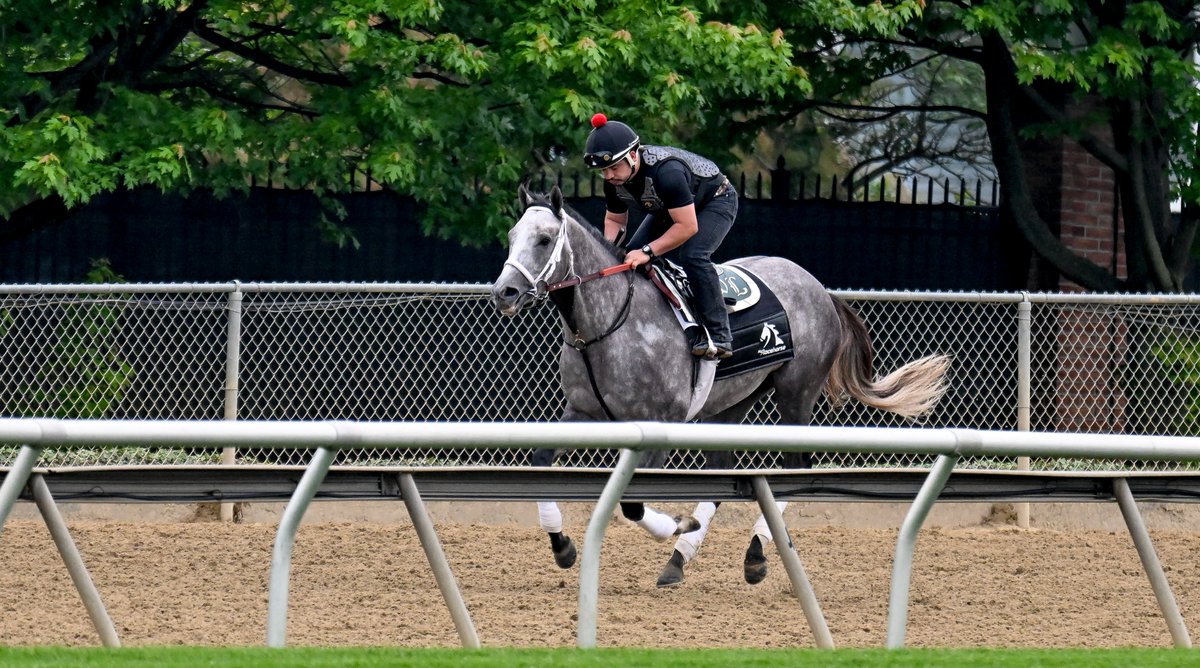 .@MyRacehorse's Seize the Grey trains in preparation for #Preakness149 after coming off a Grade 2 victory in the Pat Day Mile Stakes. 🏆