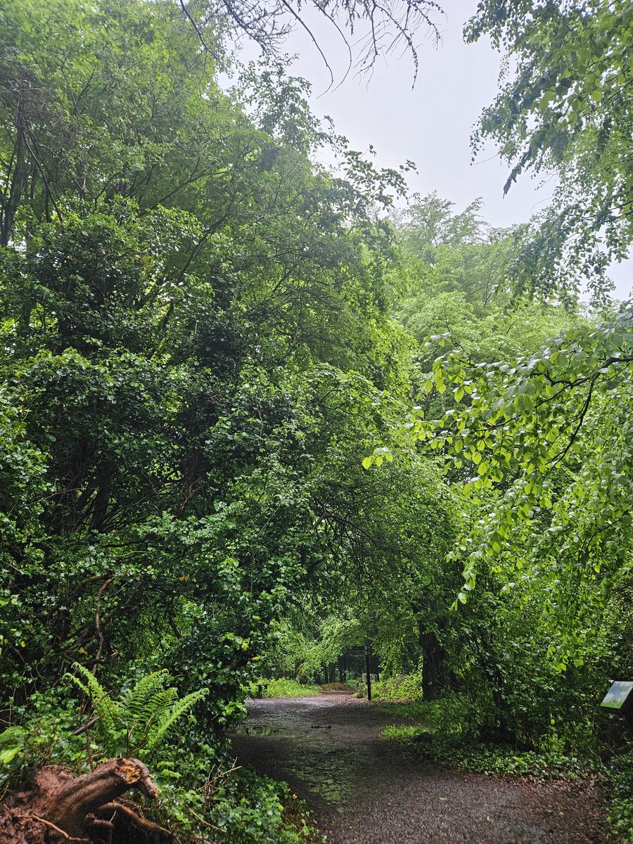 Day 14 #MoveEveryDayInMay for @maemurrayfdn involved a rather wet, woodland walk! #CreatingChangeTogether