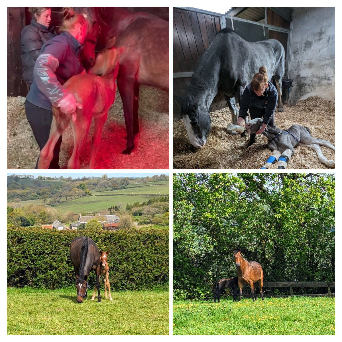 It's been a tough couple of weeks having recently lost my mum. Despite this the horses have kept me busy by doing what I enjoy, bringing another 12 Foals into the world in the last 2 weeks. As well as foaling a high risk Shire & finding two Foster mares for outside orphan foals!