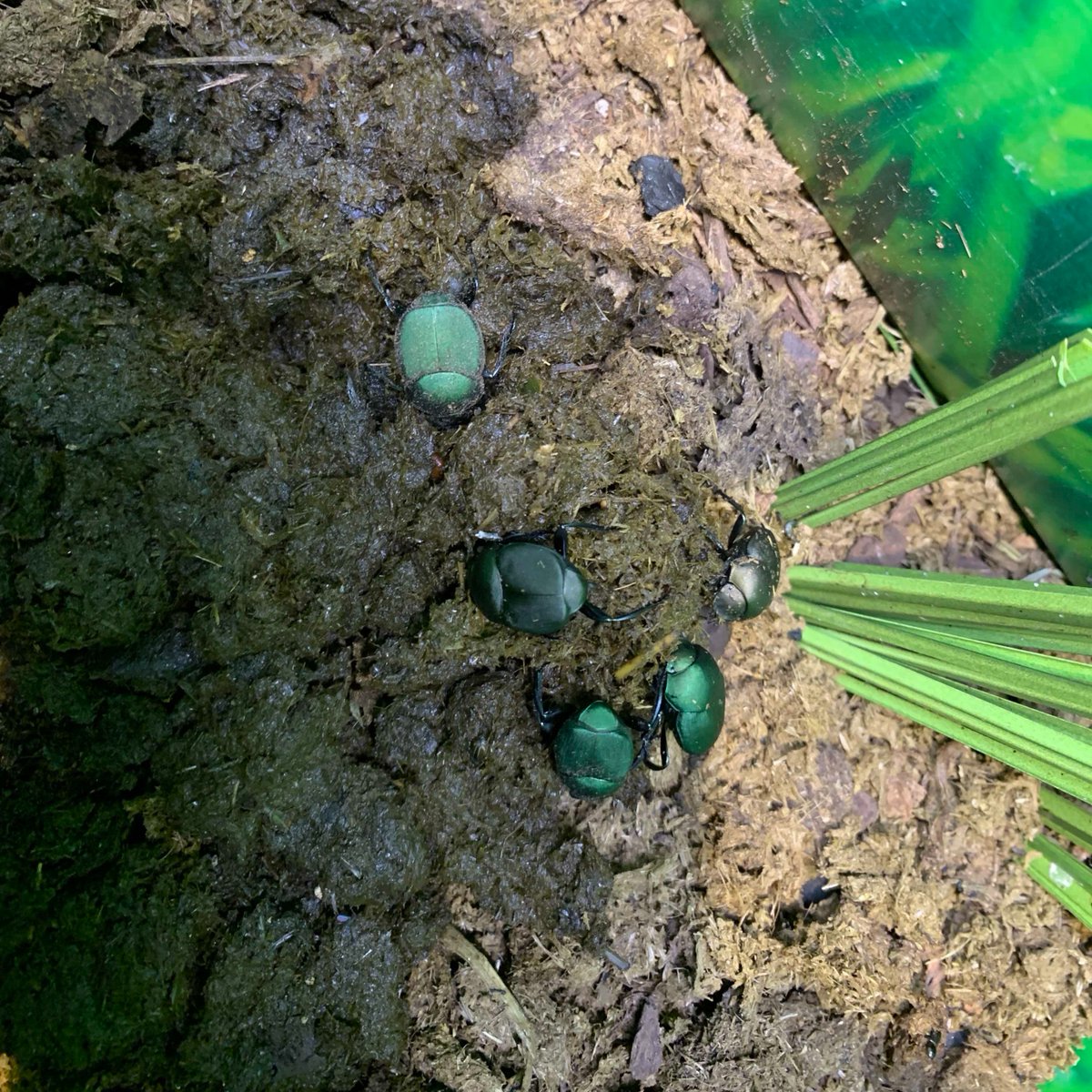 Take it from our dung beetles and just roll with it. 💩 🪲 Dung beetles might not have a diet you'd consider very appetizing, but 💩 sustains these beetles as both larvae and adults.