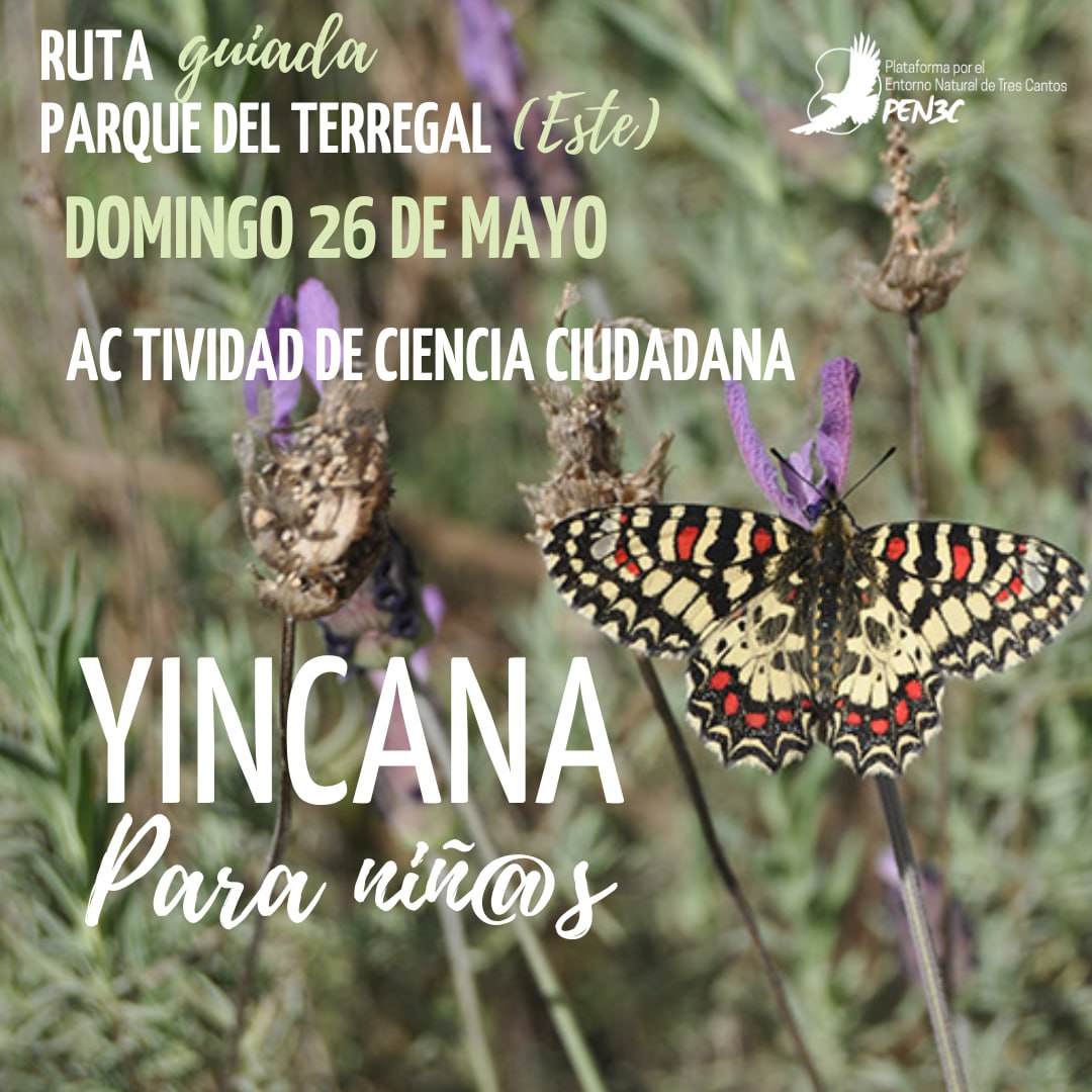 Domingo 26-M Yincana infantil simultánea a la ruta interpretada en el #ParquedelTerregal (o del Este) actividad de ciencia ciudadana 🦋📷para niñas y niños en el #EntornoNatural #LaGranSemana #TresCantos Requerida inscripción según preferencias de horarios pen3c.org/ruta-guiada-20…