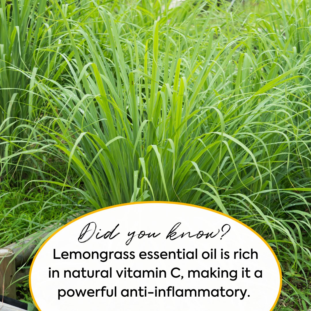 Inflammation and free radical damage are key contributors to skin aging. Keep both at bay with the natural effects of lemongrass essential oil! 🍋

honeysweetieacres.com/products/lemon… 

#beautycare #antiagingskincare #antiaging #skincare #glowingskin #healthyskin #goatmilksoap