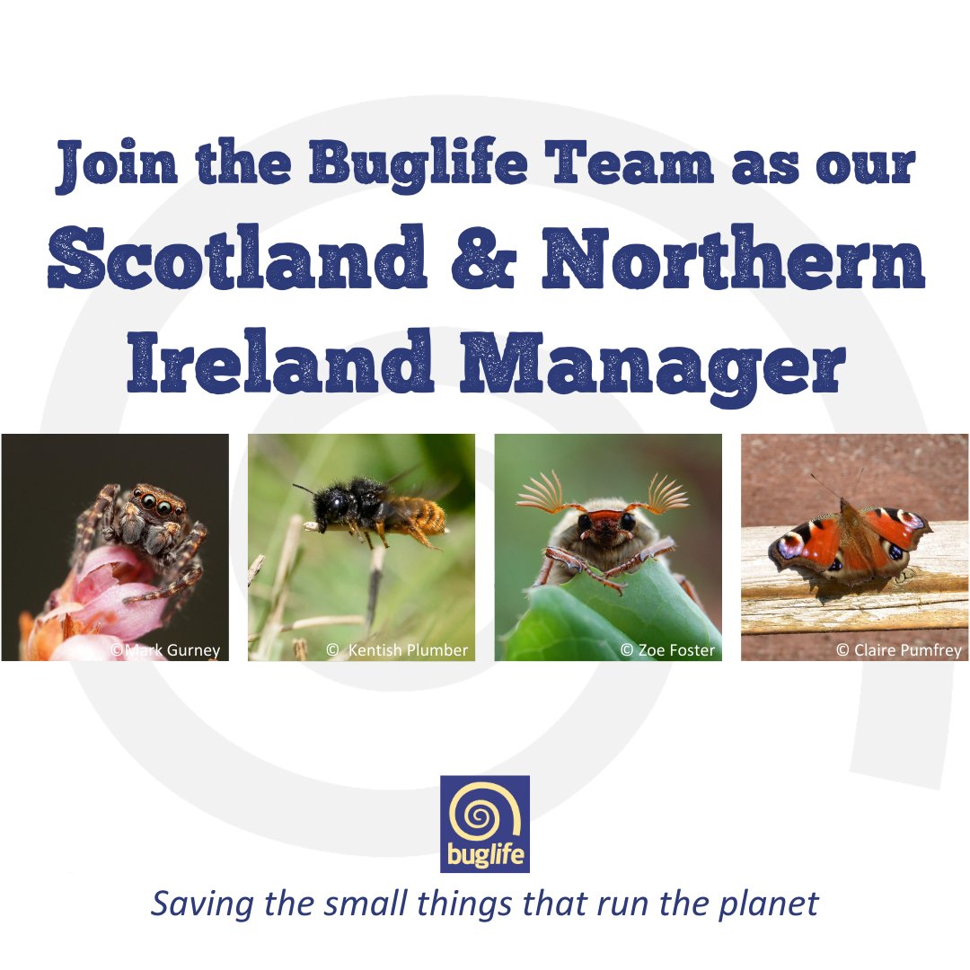 Join our team! 🦋 Could you help to spearhead our efforts to prevent the extinction of the UK's most threatened species, and create opportunities for people to connect with #invertbrates in Scotland and Northern Ireland? Find out more👇 bit.ly/3QG6jsU Please share 🔃