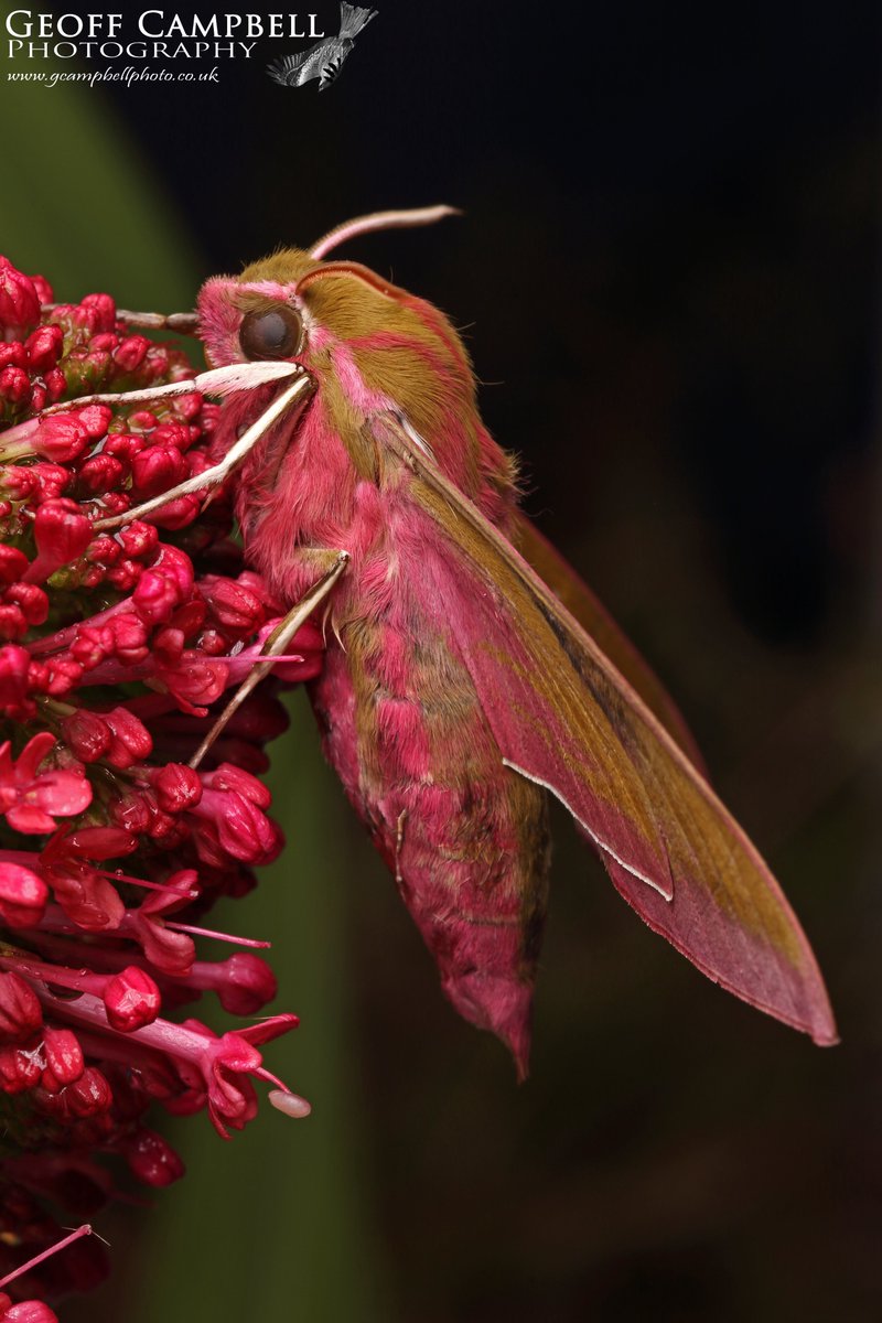 Elephant Hawk-moth (Deilephila elpenor) - North Antrim, May 2024. A stunning moth in the garden this week. #moths #mothsmatter #teammoth @UlsterWildlife @BCNI_ @savebutterflies