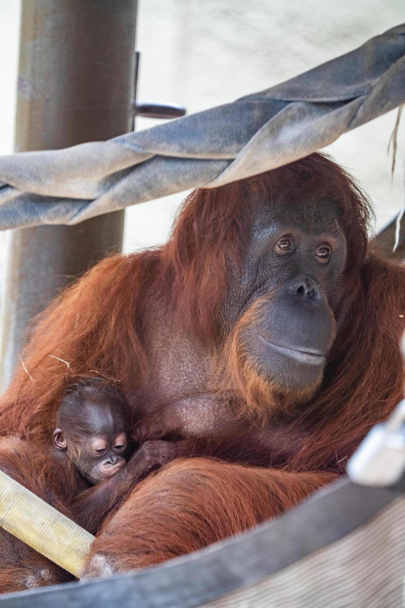 Baby Orangutan needs a name, and we want your help to pick it! Click the link now to cast your name vote, and be part of their incredible journey. 🦧 bit.ly/3K1splJ *Voting ends on May 21st, 2024