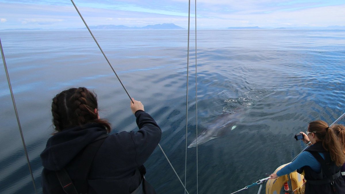 ⛵ Thanks to generous sponsorship, we're offering a FREE space for someone aged 16-17 to join an expedition this summer (04 - 10 Aug).  If you live in Scotland, have a passion for the marine environment and like adventure...apply today!   For more info: hwdt.org/sponsoredberth