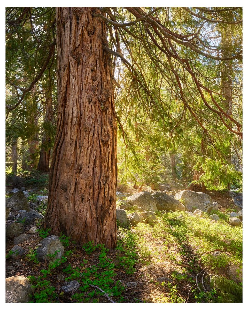 Picture perfect views here at the parks 😍🌸🌲

📸: @mobes.photo

#sequoianationalpark #visitcalifornia #visitcentralvalley #explore #nationalparks #nationalpark #kingscanyonnationalpark #getoutside