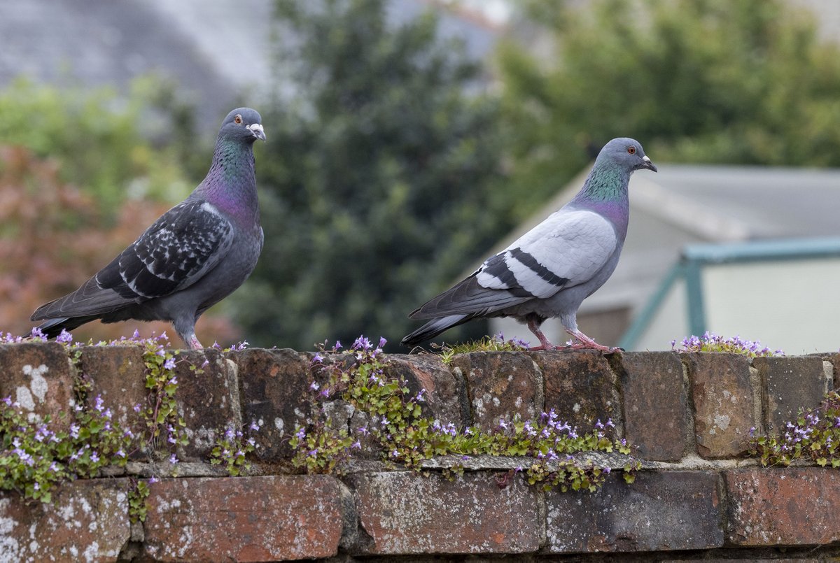 Nice wild Rock Dove joined the ferals in the garden this morning -