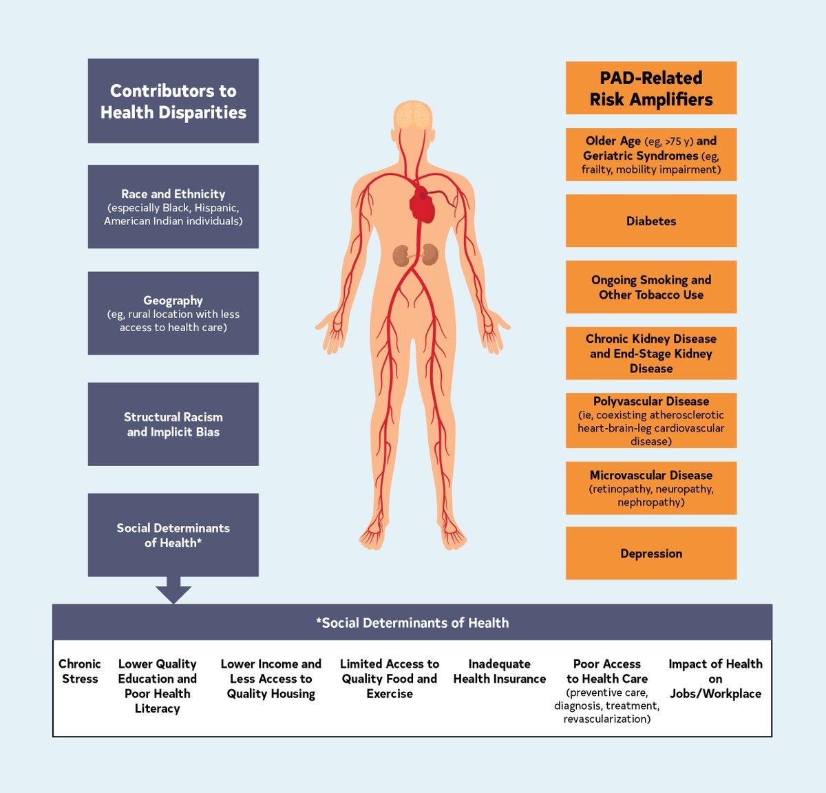 PAD is a common cardiovascular disease that affects approx. 10 to 12 million people in the US. The 2024 Guideline for the Management of PAD was published today in @CircAHA ✍🏽:@heatherlgornik 📷: Health Disparities & PAD-Related Risk Amplifiers Increase Risk of MACE & MALE