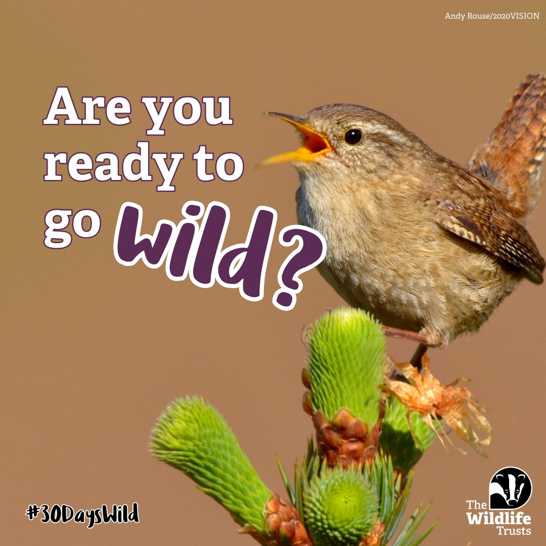 Have you always wanted to be able to identify the birds in your garden? Or would you like to be able to spot signs of mammals in the wild? 🐾 Sign up for The Wildlife Trusts’ #30DaysWild today and get your FREE pack to help you connect with nature! 🐦 wildlifetrusts.org/30dayswild