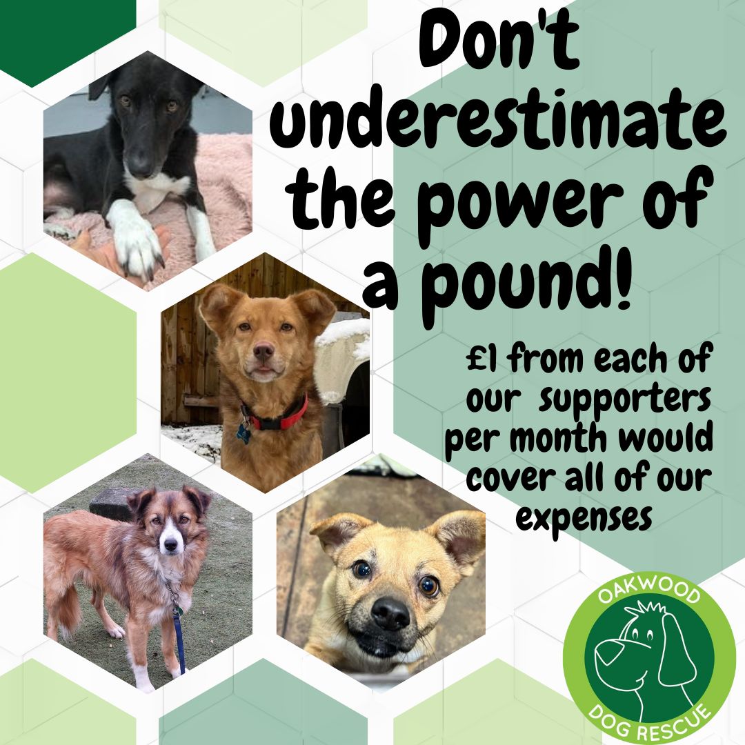 There is no such thing as 'only a pound' We have 50,000 followers across social media platforms 💚 A £1 regular donation from each soon becomes the lifeline we so desperately need 🙏🐶💚 nowdonate.com/checkout/en7i1… #rescue #save #fundraiser