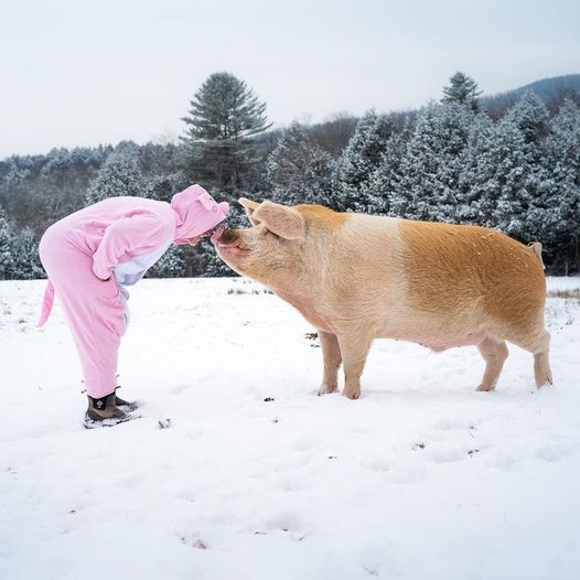 The original PIG and his amazing Dad from Arthur's Acres. Arthur is so wonderful and so big, when he was first rescued he was 30 pounds and now he is almost 700 🐽 👉 For free help going vegan: bit.ly/VeganFTA22 📷 'arthursacres' on IG #pigs #pig #animals #friendsnotfood