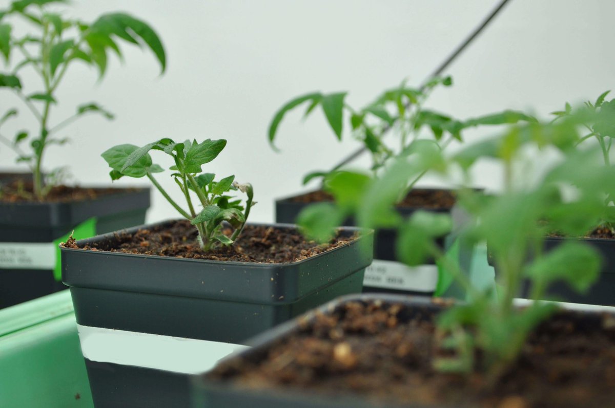 You say tomato, I say tomato!🍅

#NSFfunded researchers @michiganstateu have discovered new insights into the function of genes and metabolites in tomato plants – bringing them closer to using their genes to produce natural pesticides. bit.ly/3JZuOxp

📷:Connor Yeck/MSU