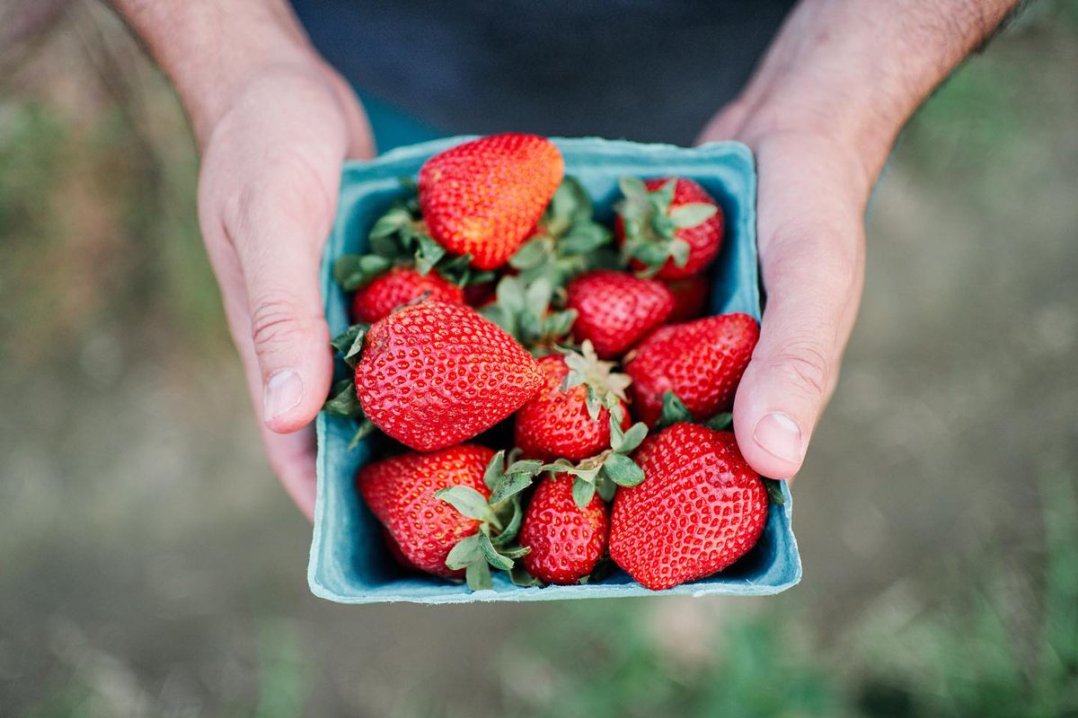 Did you know New Jersey got its name 'The Garden State' towards the end of the Civil War? NJ is one of the top 10 producers of blueberries, peaches, tomatoes, apples and so much more! 🍓 #VisitNJ #NJHistory #GardenState #LittleStateLottaWow 📷 IG: johnsonscornerfarm