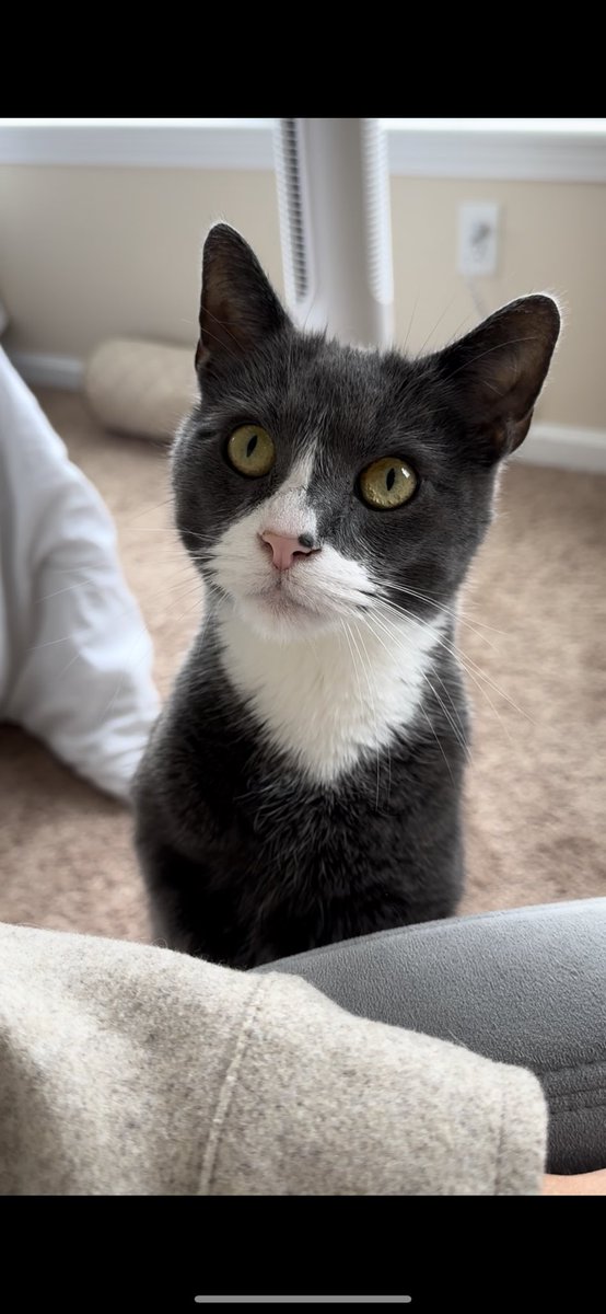 The face of an angel***

***An angel who will be okay but doesn’t have to pay a single cent of his $1500 vet bill