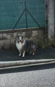 14.05.24 Signalé errant : chien Shetland tricolore à Albi (rue Philippe Lebon). #Tarn