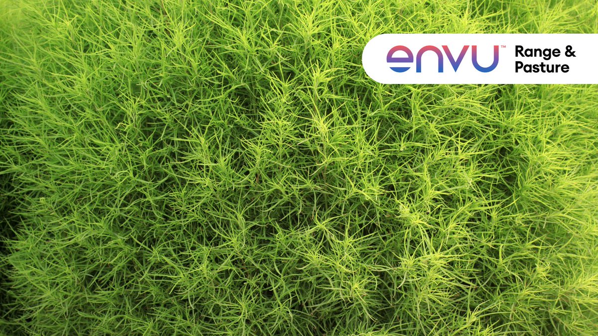 #DYK that kochia can be toxic to livestock and remains one of the most difficult weeds to manage in Western Canada? It's time to take back control with Envu. Explore our range of solutions today: bit.ly/3Uxm2vm