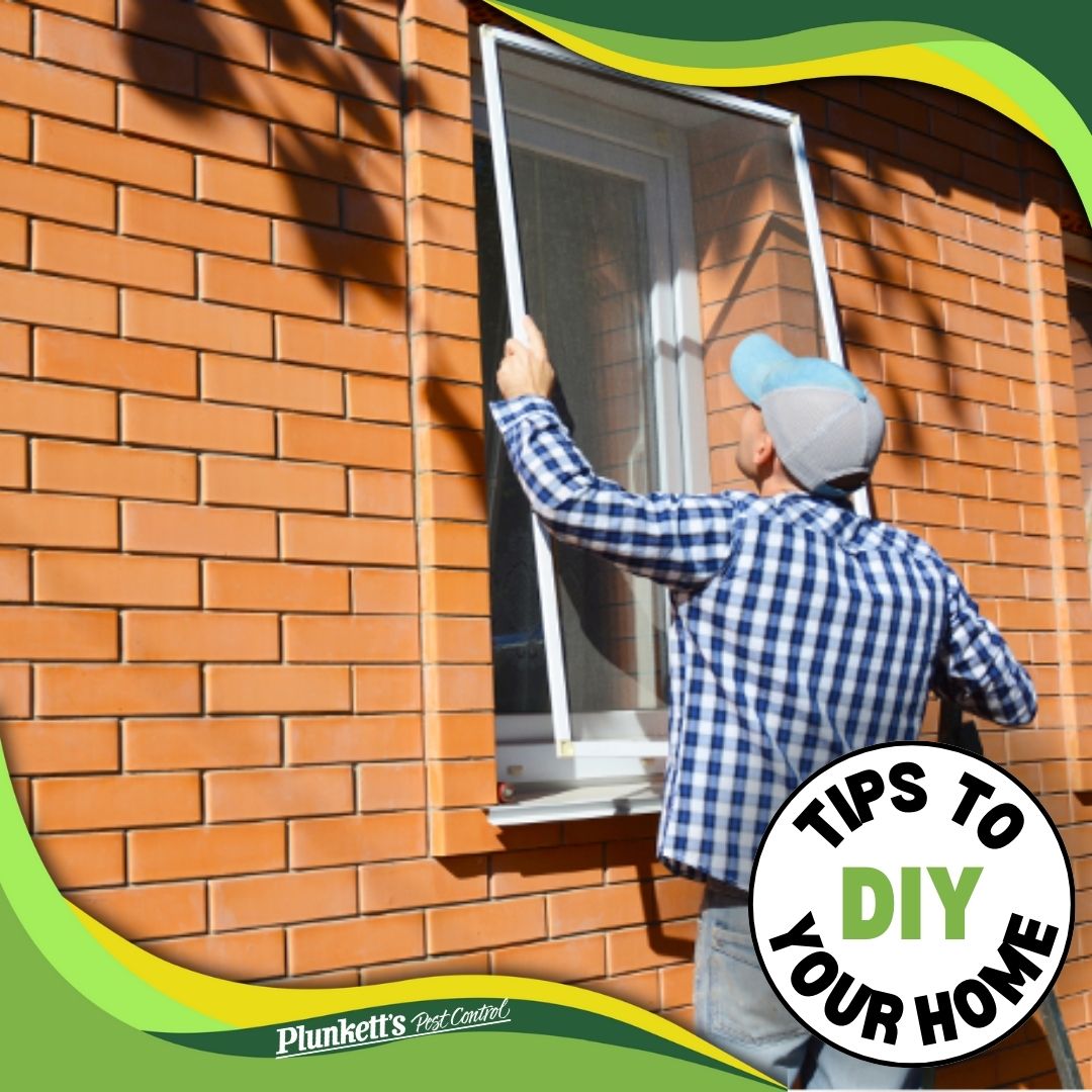 Spring's here, and so are the bugs! Keep your home bug-free by replacing your damaged window screens. Don't let flies sneak in with the fresh air. It's time to screen out the pests!
.
.
#BugFreeHome #SpringCleaning #ScrenBugsAway #PlunkettsPestControl