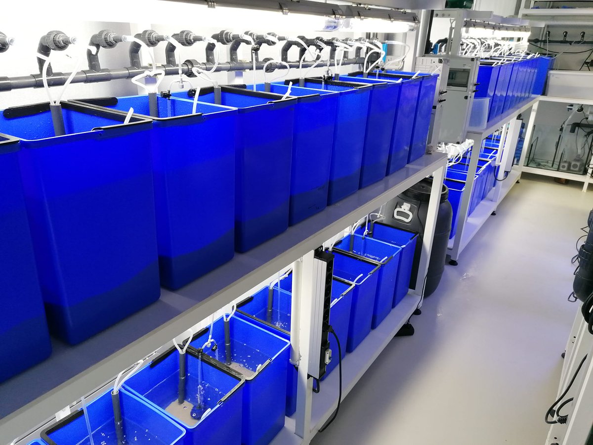 UNTIE__project's tweet image. Our mesocosm experiment in the UNTIE Portuguese branch will soon begin at ECOMARE 🇵🇹, we&apos;ll be using cockles as model organisms to evaluate the effects of parasites on the flow of nutrients 🪱🌍
#Cerastodermaedule #Parasites